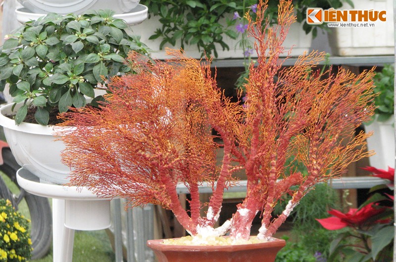 San ho bonsai sieu doc dao xuat hien o Ha Noi